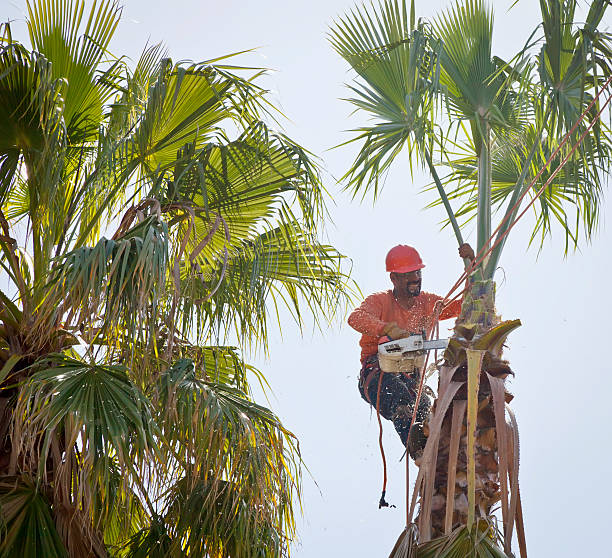 How Our Tree Care Process Works  in  Lecanto, FL